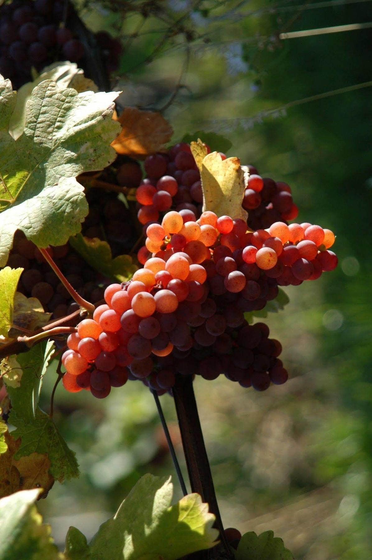 Weingut Primus Suedsteiermark Spielfeld Εξωτερικό φωτογραφία