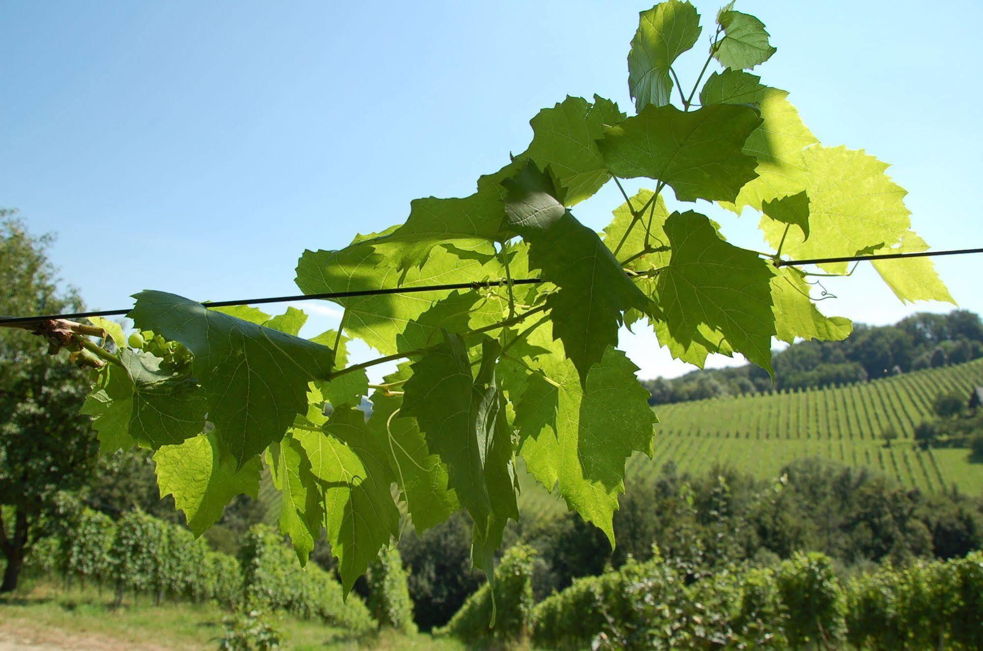 Weingut Primus Suedsteiermark Spielfeld Εξωτερικό φωτογραφία